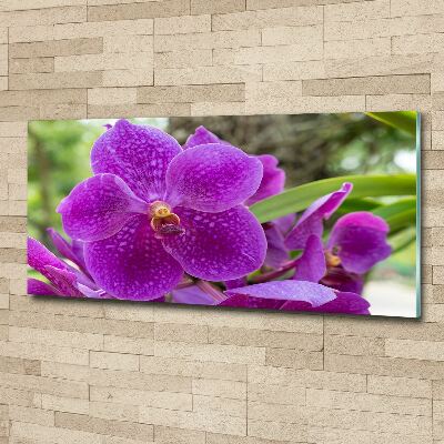 Obraz zdjęcie na ścianę akryl Orchidea