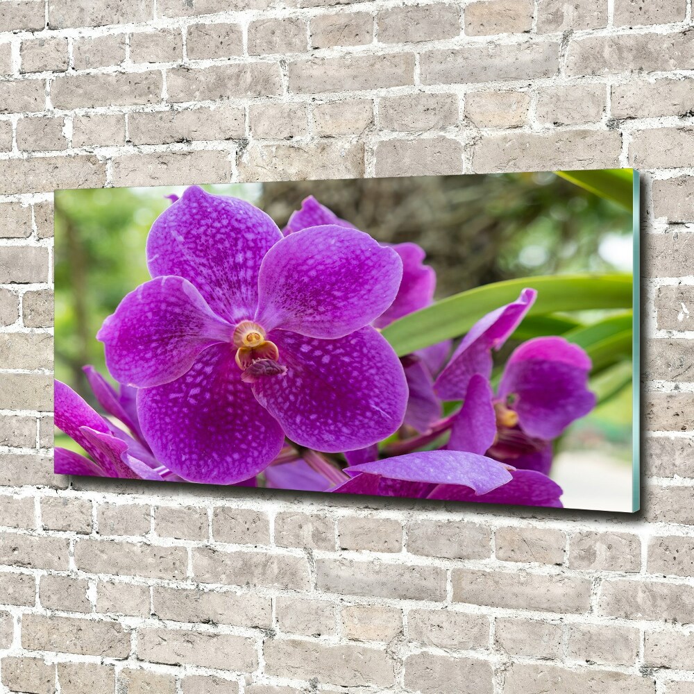 Obraz zdjęcie na ścianę akryl Orchidea
