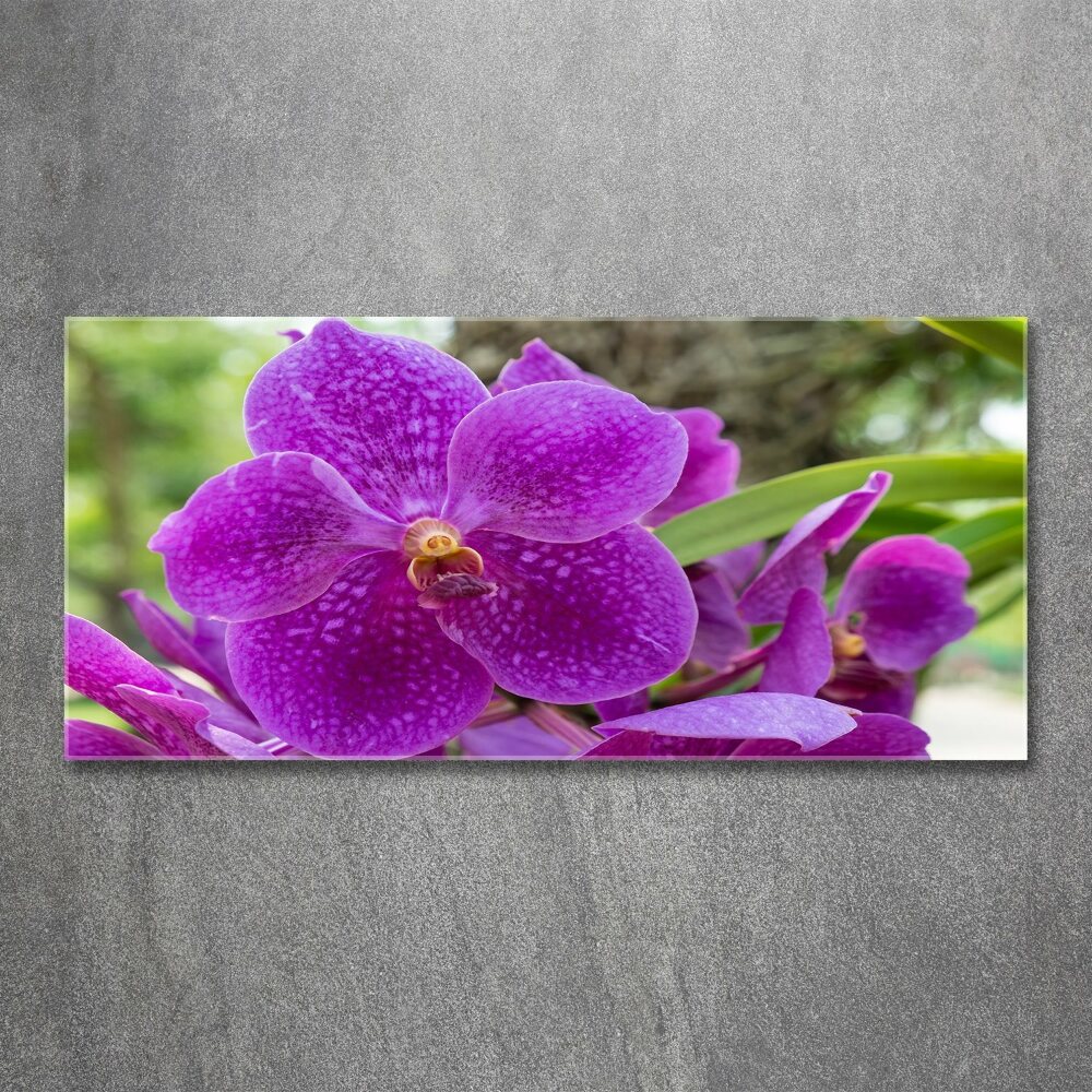 Obraz zdjęcie na ścianę akryl Orchidea