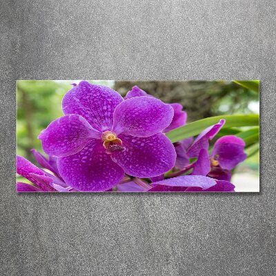 Obraz zdjęcie na ścianę akryl Orchidea