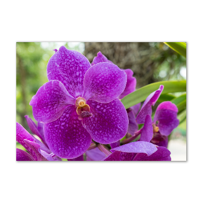 Obraz zdjęcie na ścianę akryl Orchidea