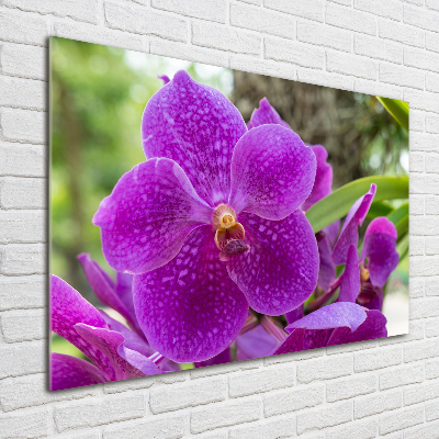 Obraz zdjęcie na ścianę akryl Orchidea
