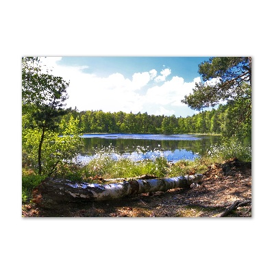 Foto obraz szkło akryl Leśna panorama