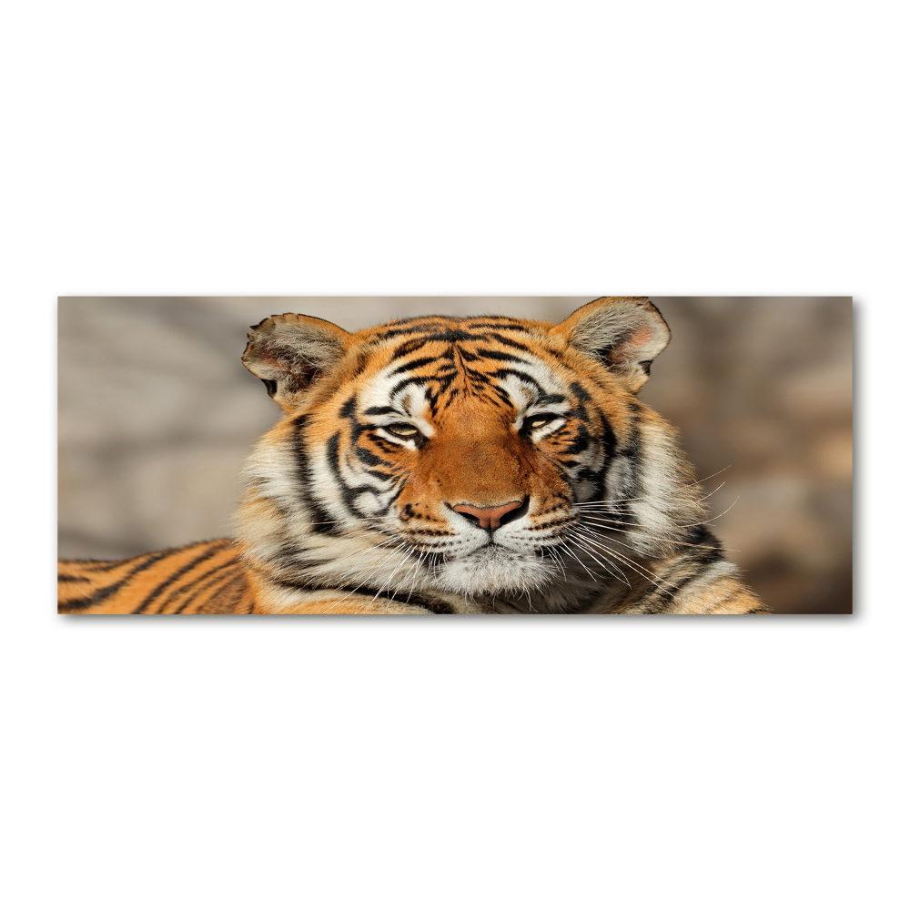 Obraz zdjęcie szkło akryl Tygrys bengalski