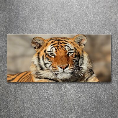 Obraz zdjęcie szkło akryl Tygrys bengalski
