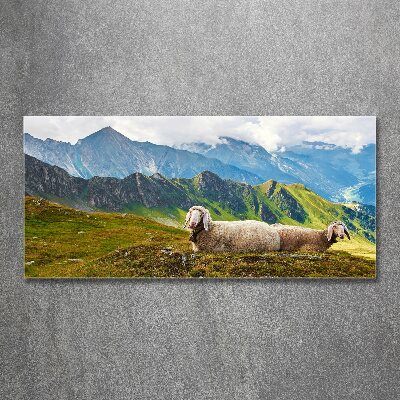 Foto obraz szkło akryl Owce w Alpach