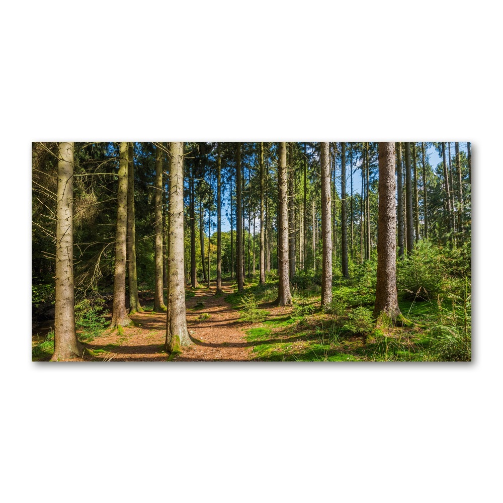 Foto obraz szkło akryl Panorama lasu