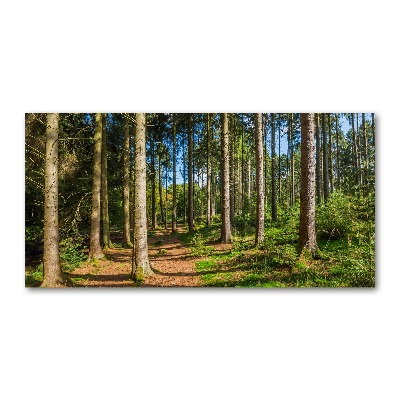 Foto obraz szkło akryl Panorama lasu
