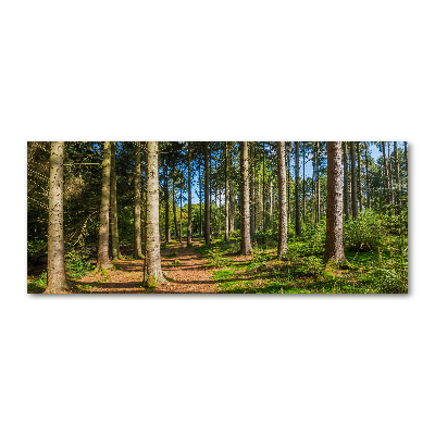 Foto obraz szkło akryl Panorama lasu