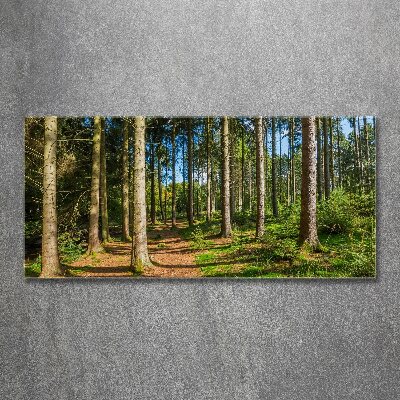 Foto obraz szkło akryl Panorama lasu