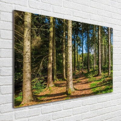 Foto obraz szkło akryl Panorama lasu