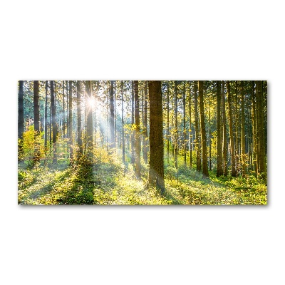 Foto obraz szkło akryl Las w słońcu