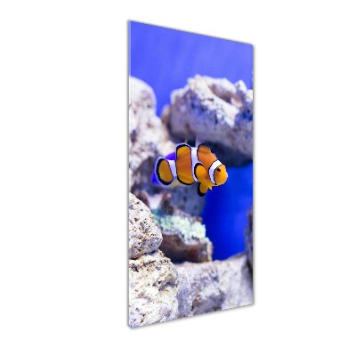 Foto-obraz akrylowy pionowy Ryba Nemo