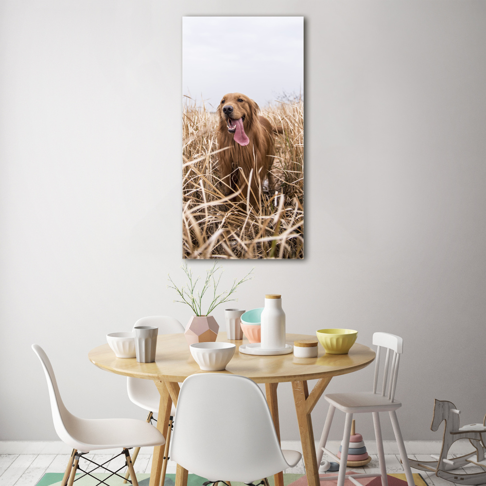 Foto obraz szkło akryl pionowy Golden retriever