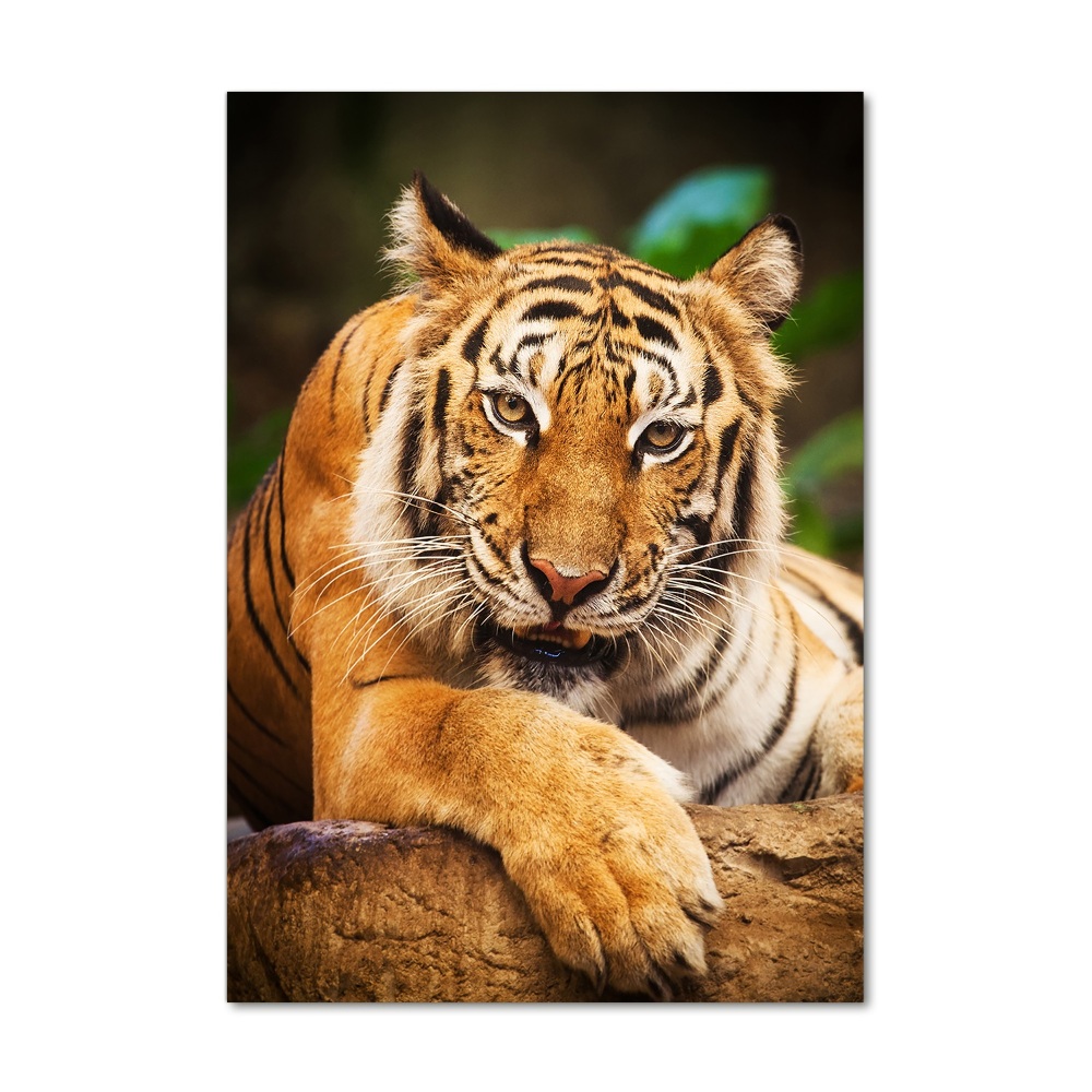 Foto obraz szkło akryl pionowy Tygrys bengalski