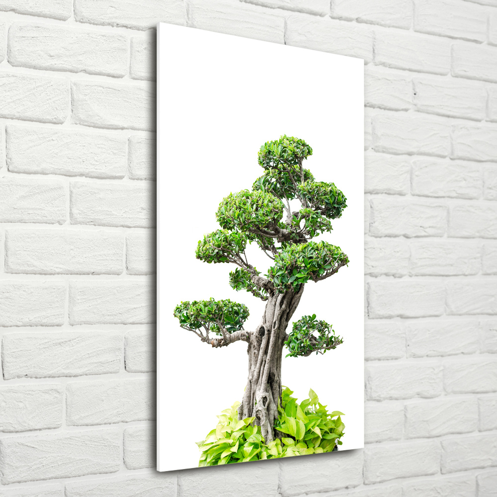 Obraz zdjęcie szkło akryl pionowy Drzewo bonsai