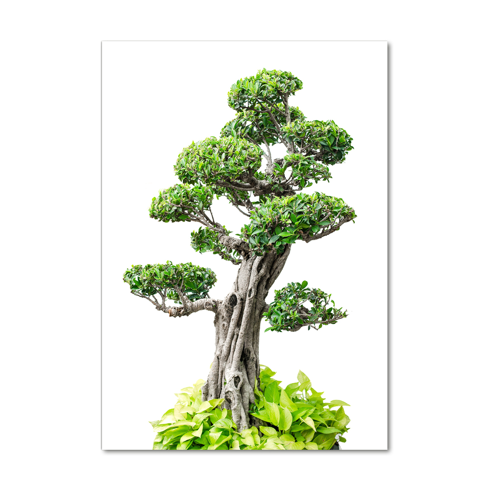Obraz zdjęcie szkło akryl pionowy Drzewo bonsai