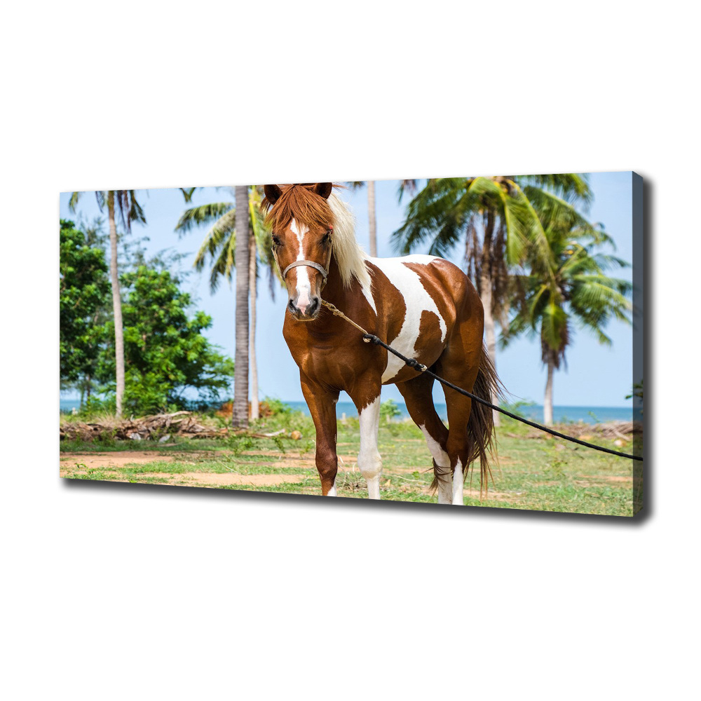 Foto obraz canvas Łaciaty koń