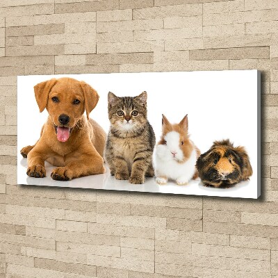 Foto obraz canvas Pies i kot