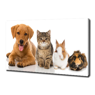 Foto obraz canvas Pies i kot