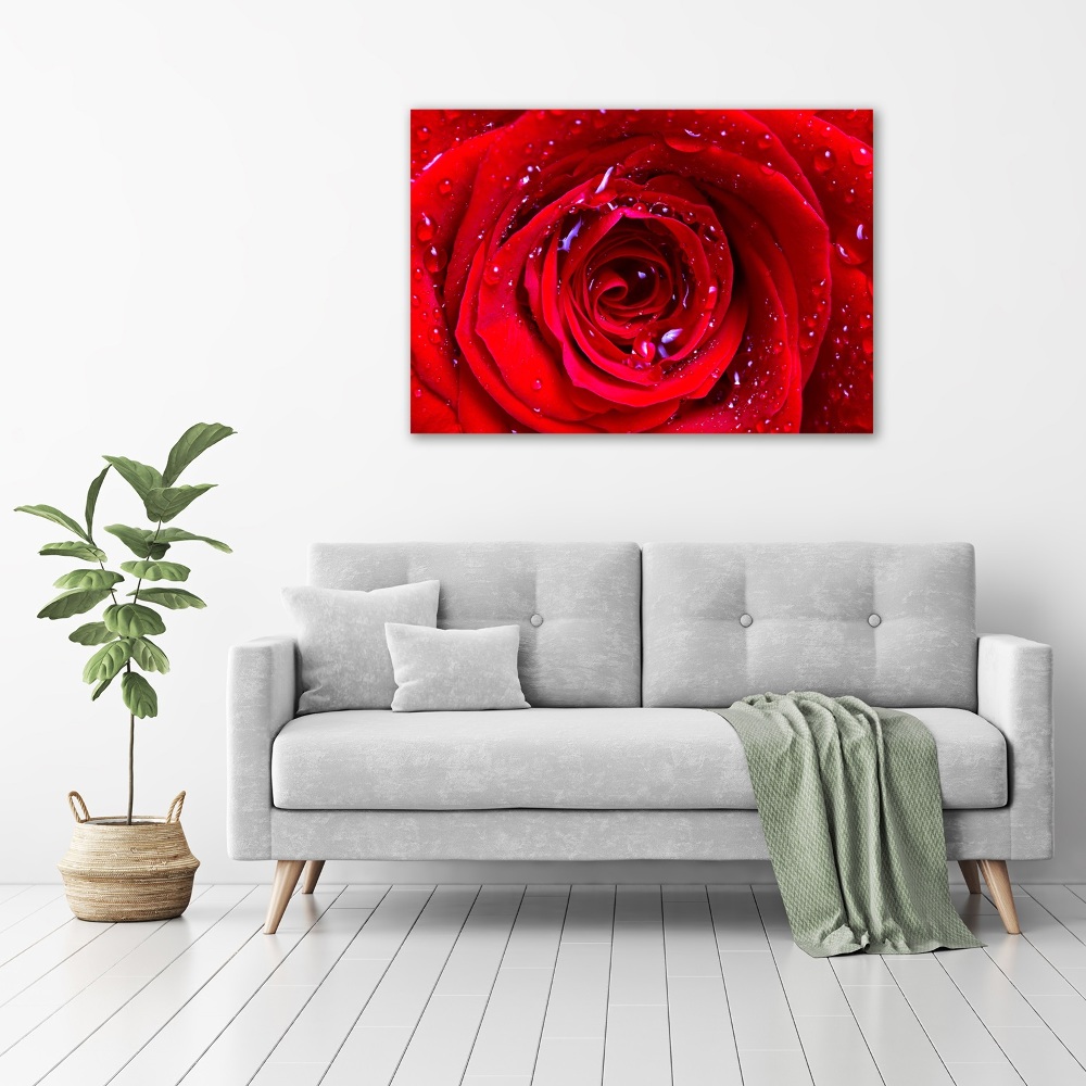 Foto obraz canvas Kwiat róży