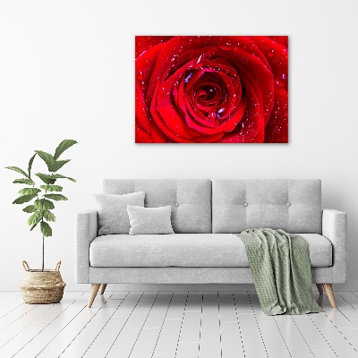 Foto obraz canvas Kwiat róży
