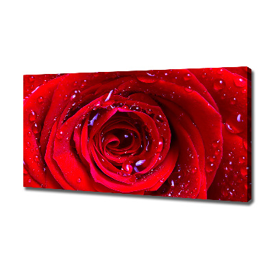 Foto obraz canvas Kwiat róży