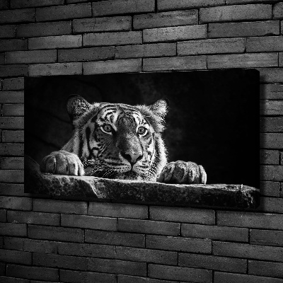 Duży foto obraz na ścianę canvas Tygrys