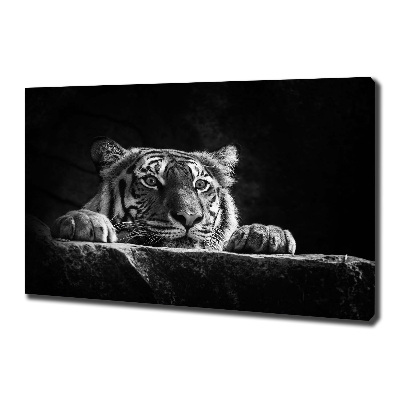 Duży foto obraz na ścianę canvas Tygrys