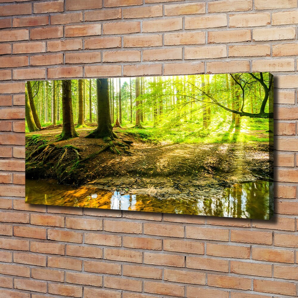 Foto obraz na płótnie Promyki słońca las