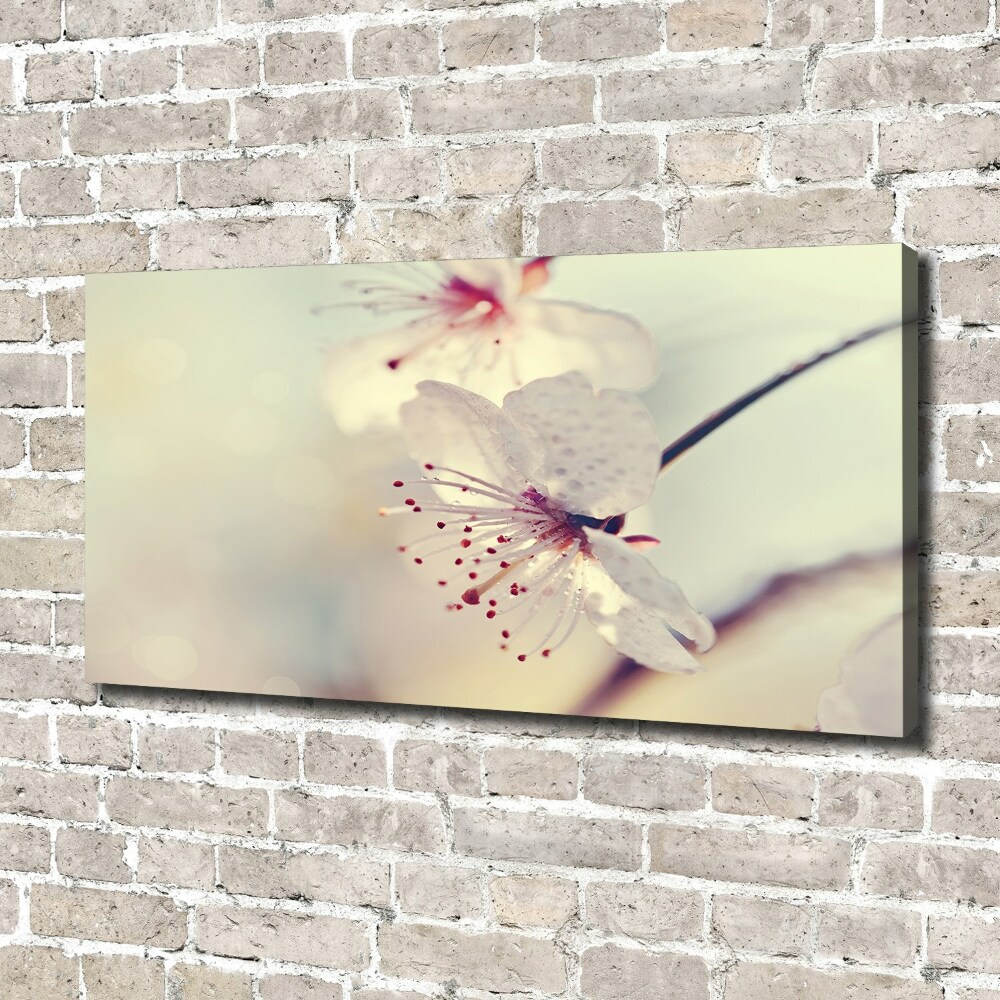 Foto obraz canvas Kwiat wiśni