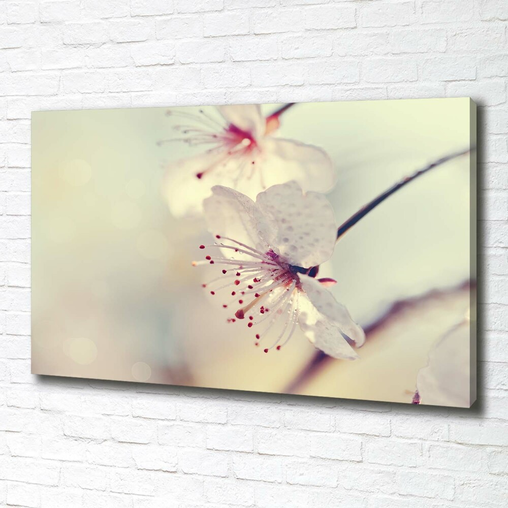 Foto obraz canvas Kwiat wiśni
