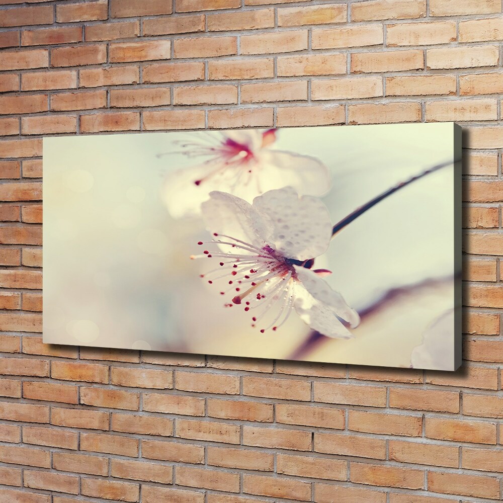 Foto obraz canvas Kwiat wiśni
