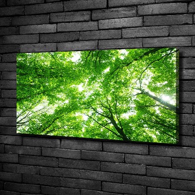 Foto obraz canvas Zielony las