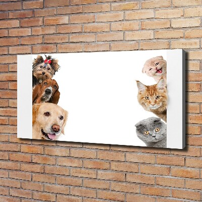 Foto obraz canvas Psy i koty