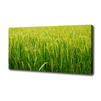 Foto obraz canvas Pole ryżowe