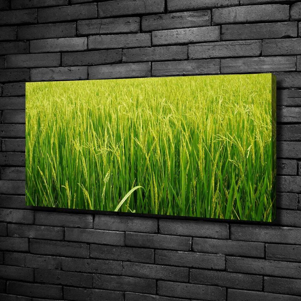 Foto obraz canvas Pole ryżowe