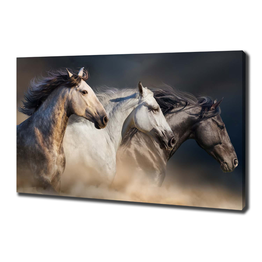 Obraz canvas do salonu Konie w galopie