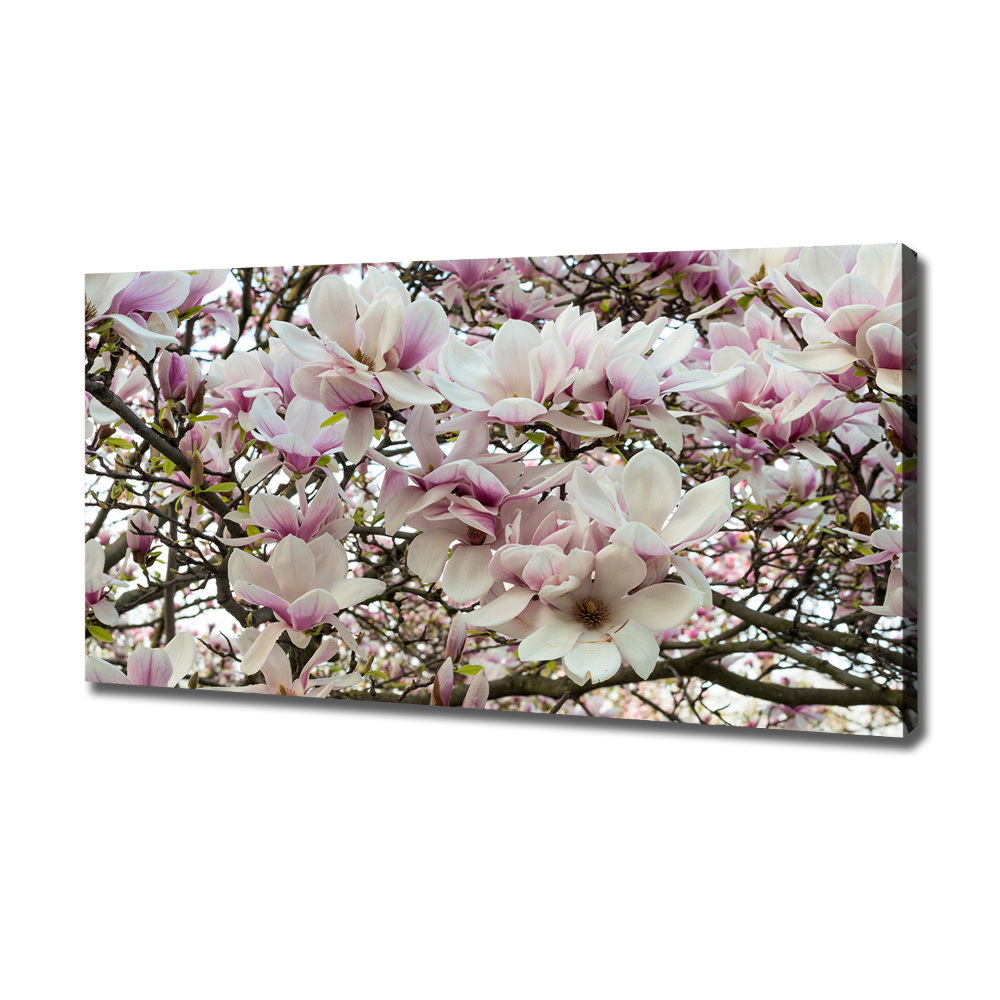 Foto obraz na płótnie Kwiaty magnolii