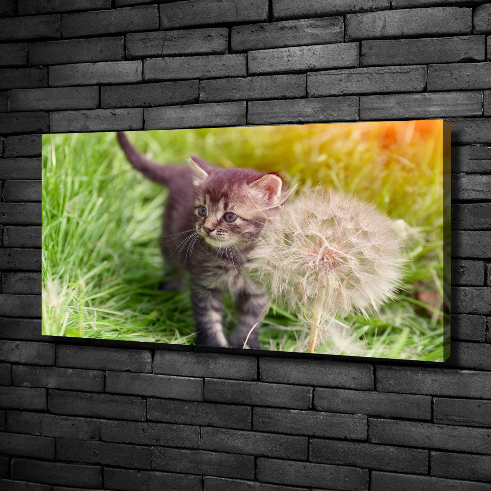 Obraz canvas do salonu Kotek z dmuchawcem