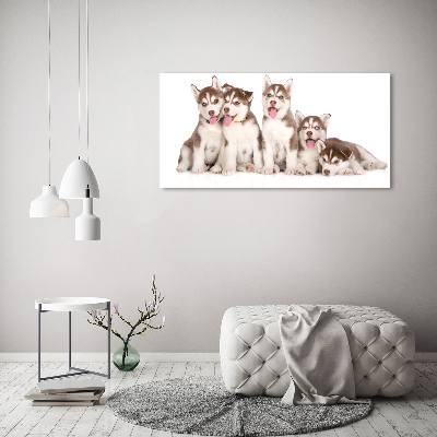 Obraz canvas do salonu Szczeniaki Husky
