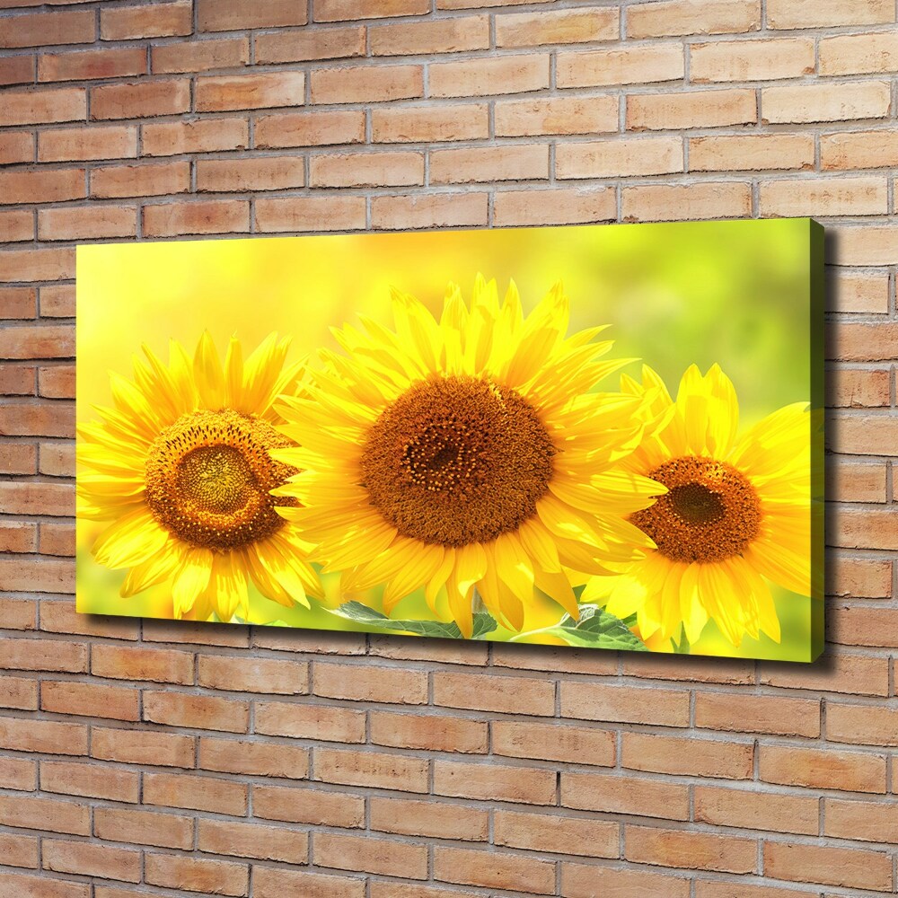 Foto obraz canvas Słoneczniki