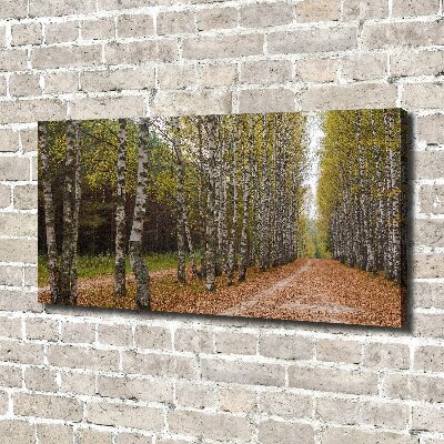 Foto obraz canvas Aleja brzóz