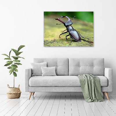 Foto obraz canvas Chrząszcz