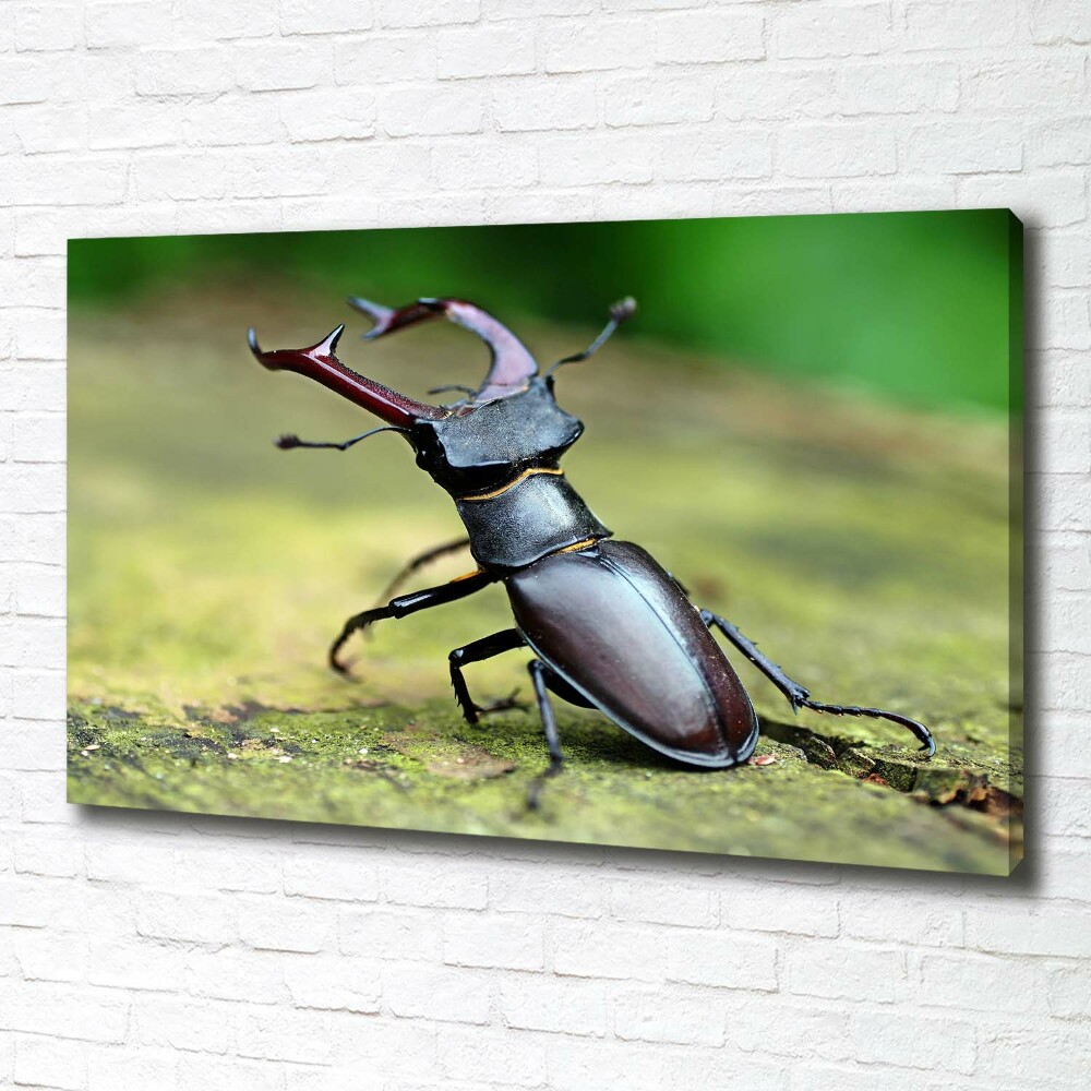 Foto obraz canvas Chrząszcz