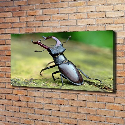 Foto obraz canvas Chrząszcz