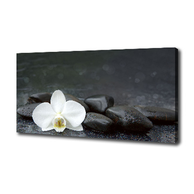 Foto obraz canvas Orchidea