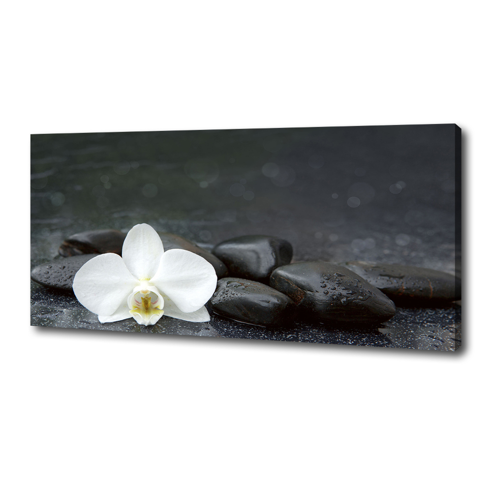 Foto obraz canvas Orchidea