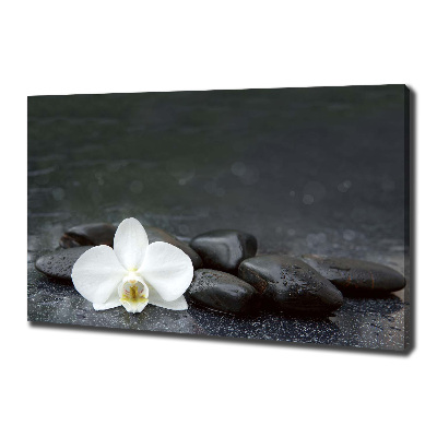 Foto obraz canvas Orchidea