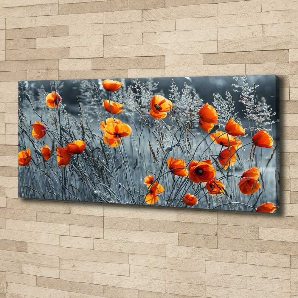 Foto obraz canvas Polny mak